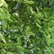 Eugenia mespiloides  Bois de nèfles à grandes feuilles myrtaceae. endémique Réunion.jpeg
